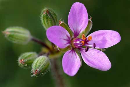 Purple Filaree Storksbill Lake Pleasant