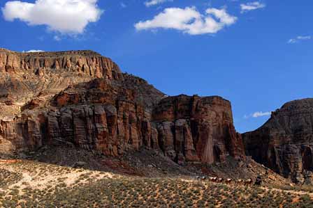 Mule Caravan To Supai