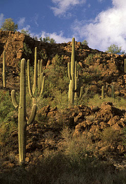 Tucson Area Photo Saguaro