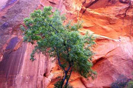 Picture of Vermillion Cliffs - Paria Canyon