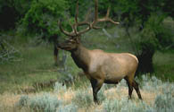 Elk