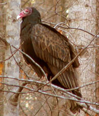 Turkey Vulture