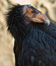 California Condor