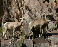 Big Horn Sheep