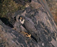 Peregrine Falcon