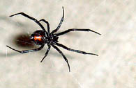 Black Widow Spider