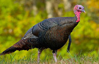 Wild Turkey