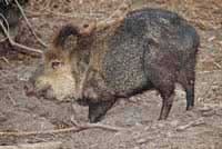 Arizona Javelina