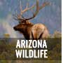 Arizona Wildlife