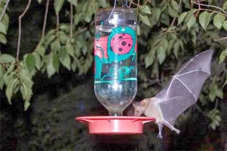 Mexican Long-Tongued Bat