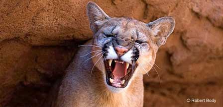 Mountain lion in Arizona mountain and desert wildlife habitat