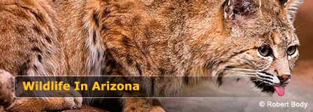 Arizona Wildlife | Life of Wild Animals In Arizona