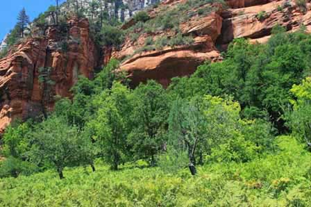 Photo if Oak Creek Canyon Arizona