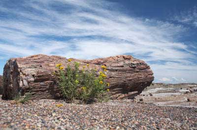 Petrified Forest