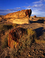 Petrified Logs