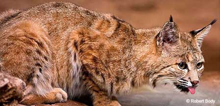 Arizona Bobcats