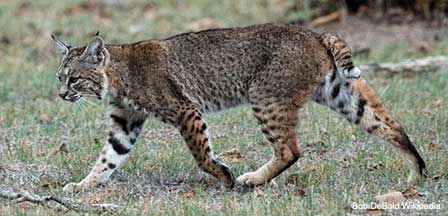 Arizona Bobcats