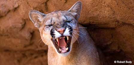 Mountain Lion