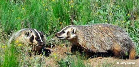 Photo of a Badger