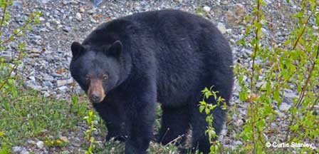 Arizona Black Bear