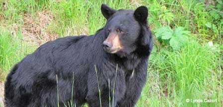 Arizona Black Bear