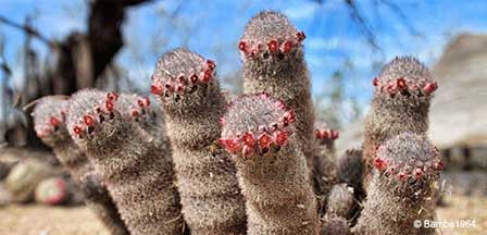 Cactus Blooms