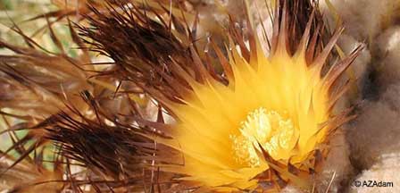 Golden Cactus Blooms