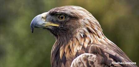 Golden Eagle