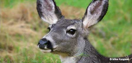 Pictures of Deer at Grand Canyon