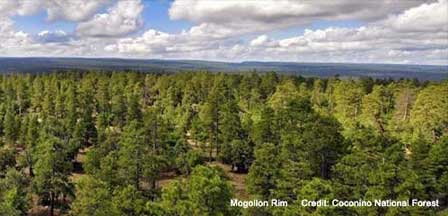 Mogollon Rim Near Strawberry Arizona