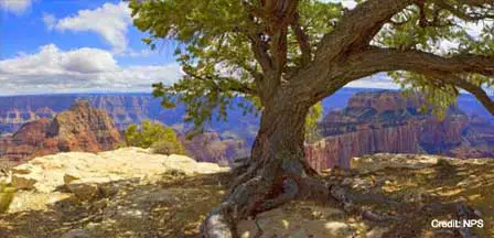 Picture of Grand Canyon North Rim