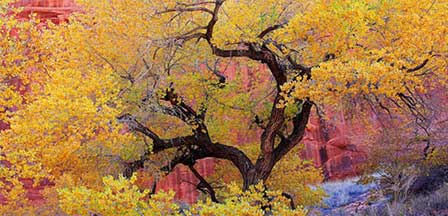 Oak Creek Canyon Drive