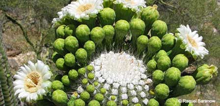 Arizona Cacti