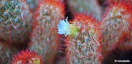 Cactus In Bloom