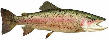 Rainbow Trout In Woodland Lake