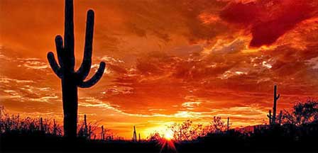 Scottsdale Arizona Cactus At Sunset