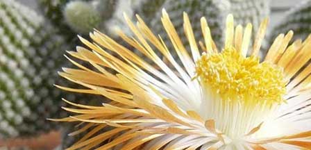 Yellow Cactus Bloom