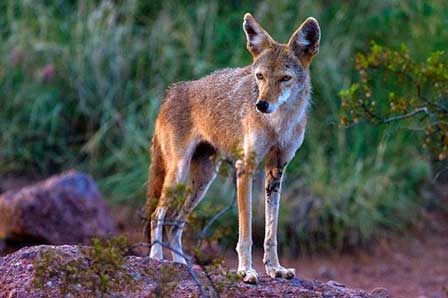 Arizona Coyote