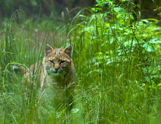 Bobcat 2