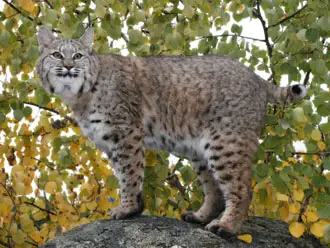 Bobcat 3