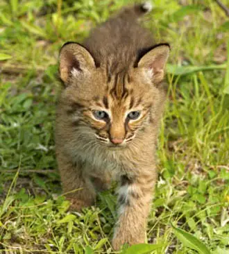 Bobcat 4