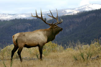 Elk 2