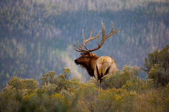 Elk 4