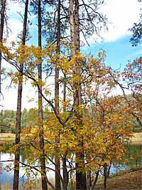 Autumn Leaves in Prescott, Arizona