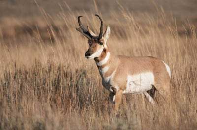 Arizona Pronghorn Antelope