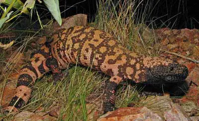 Picture of Gila Monster