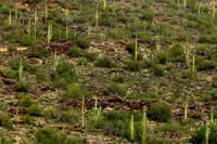 South Mountain Park Saguaro Cactus
