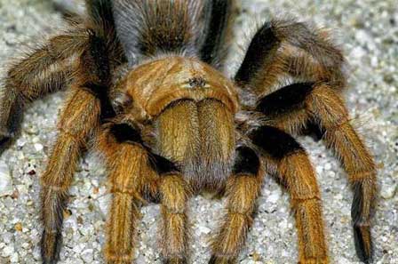 Arizona Desert Tarantula