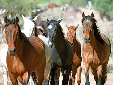 Wickenburg Horseback Riding