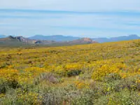 Wildflowers in Bloom